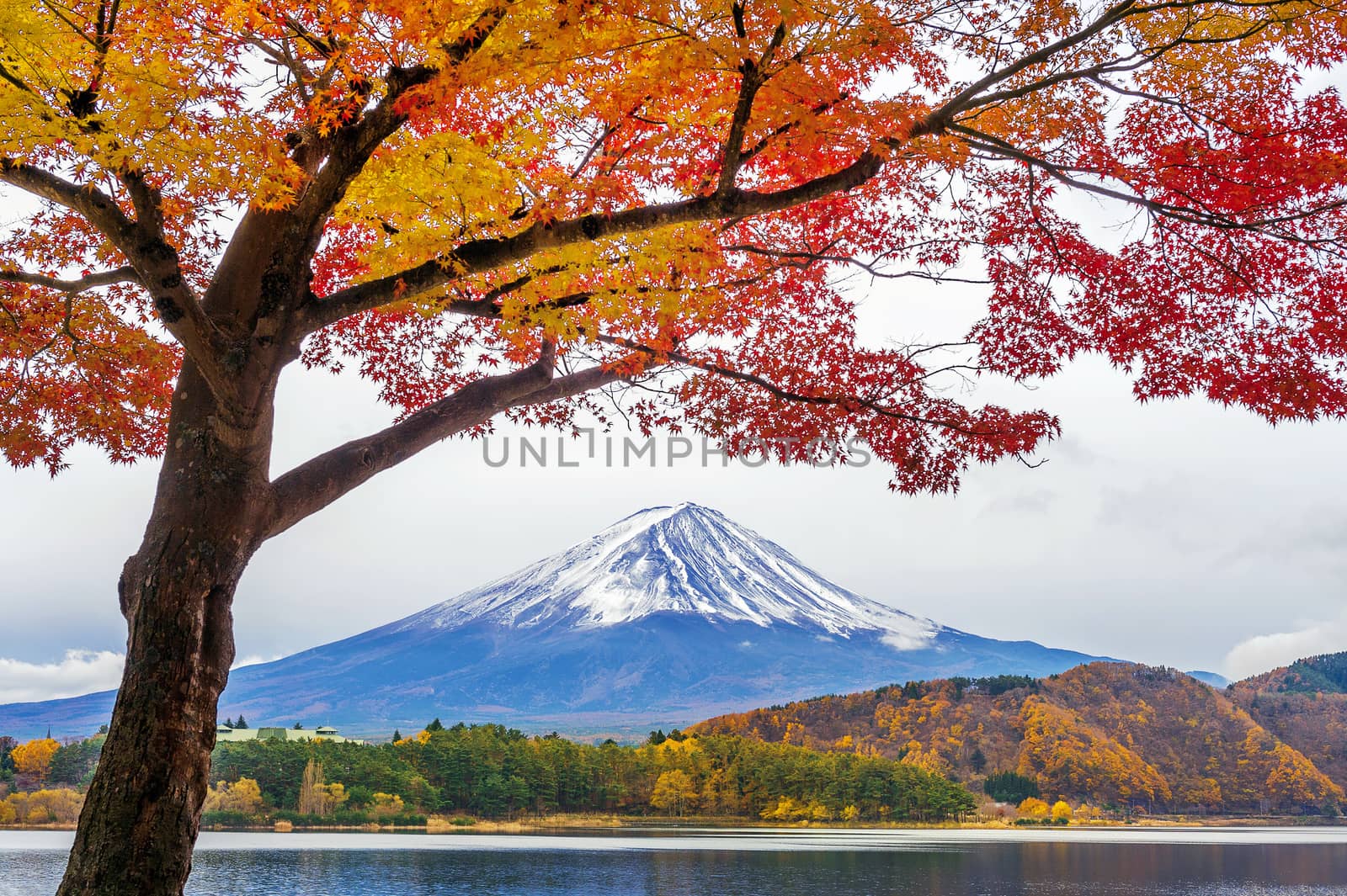 Autumn Season and Fuji mountains at Kawaguchiko lake, Japan.