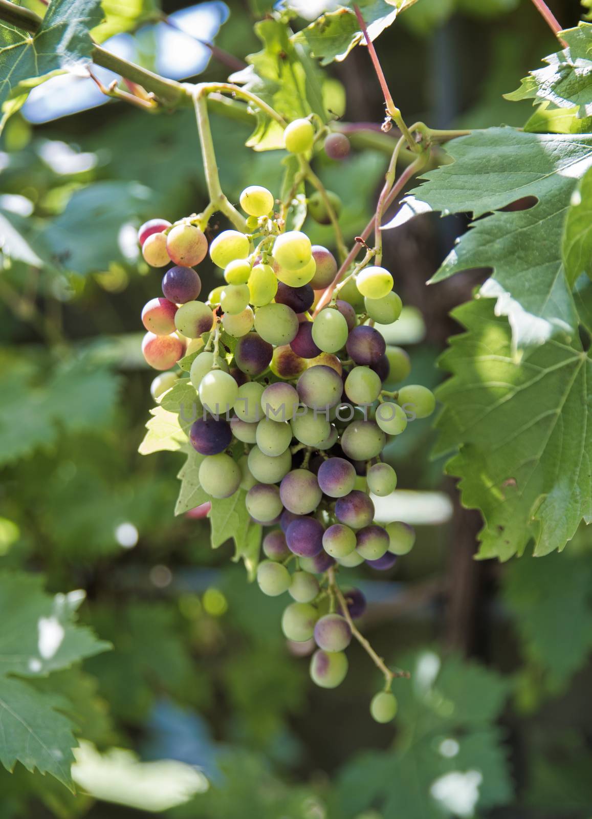 bunch of red and green grapes in a vineyard in july