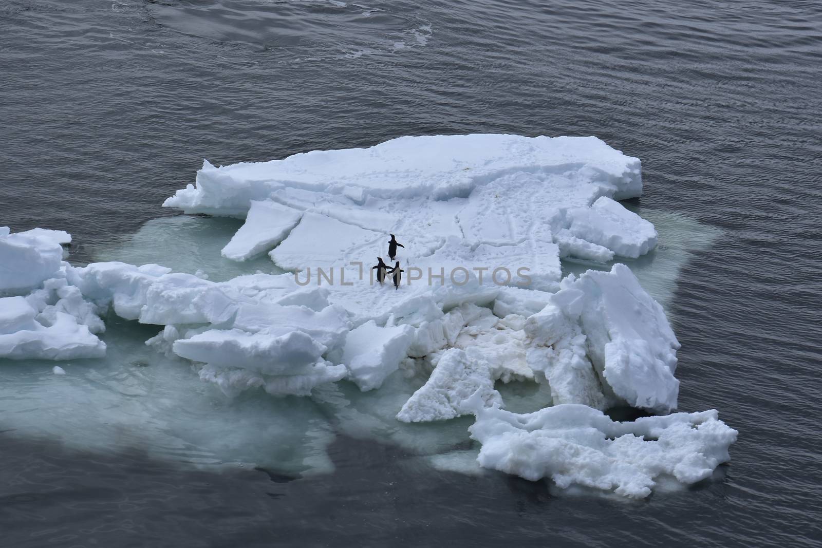 Penguins in Antarctica by albln