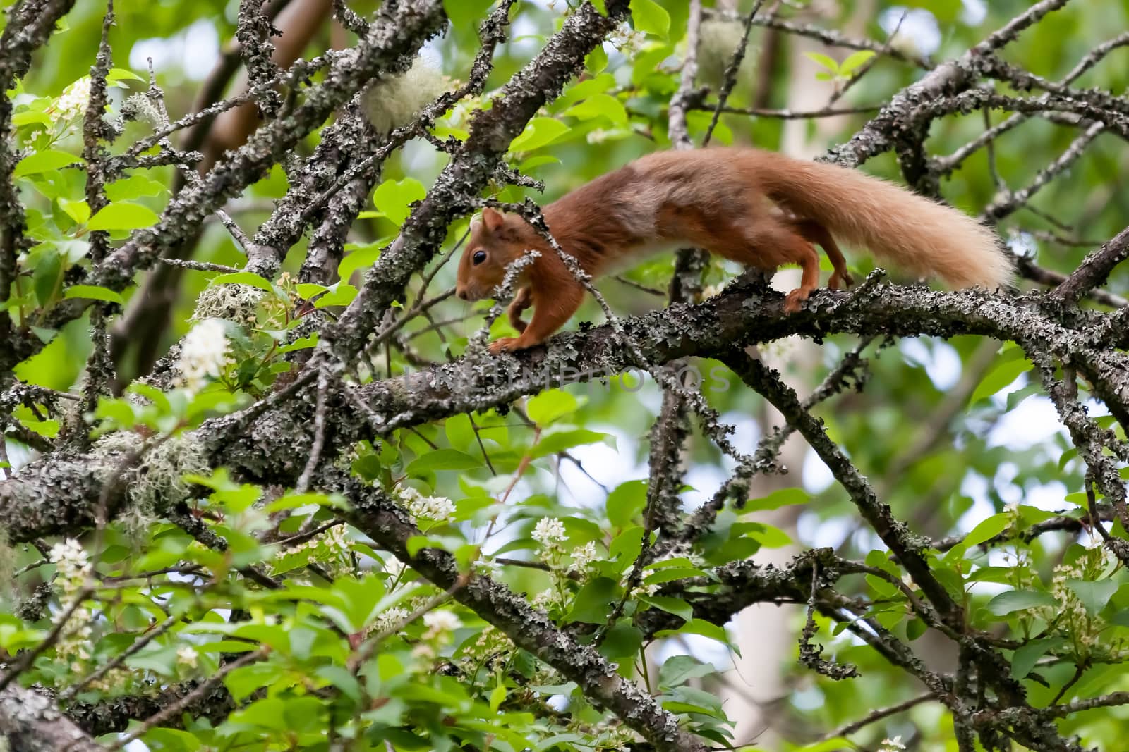 Eurasian Red Squirrel (Sciurus vulgaris) by phil_bird