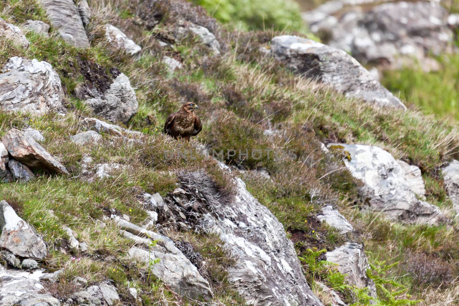 Common Buzzard (Buteo buteo) by phil_bird