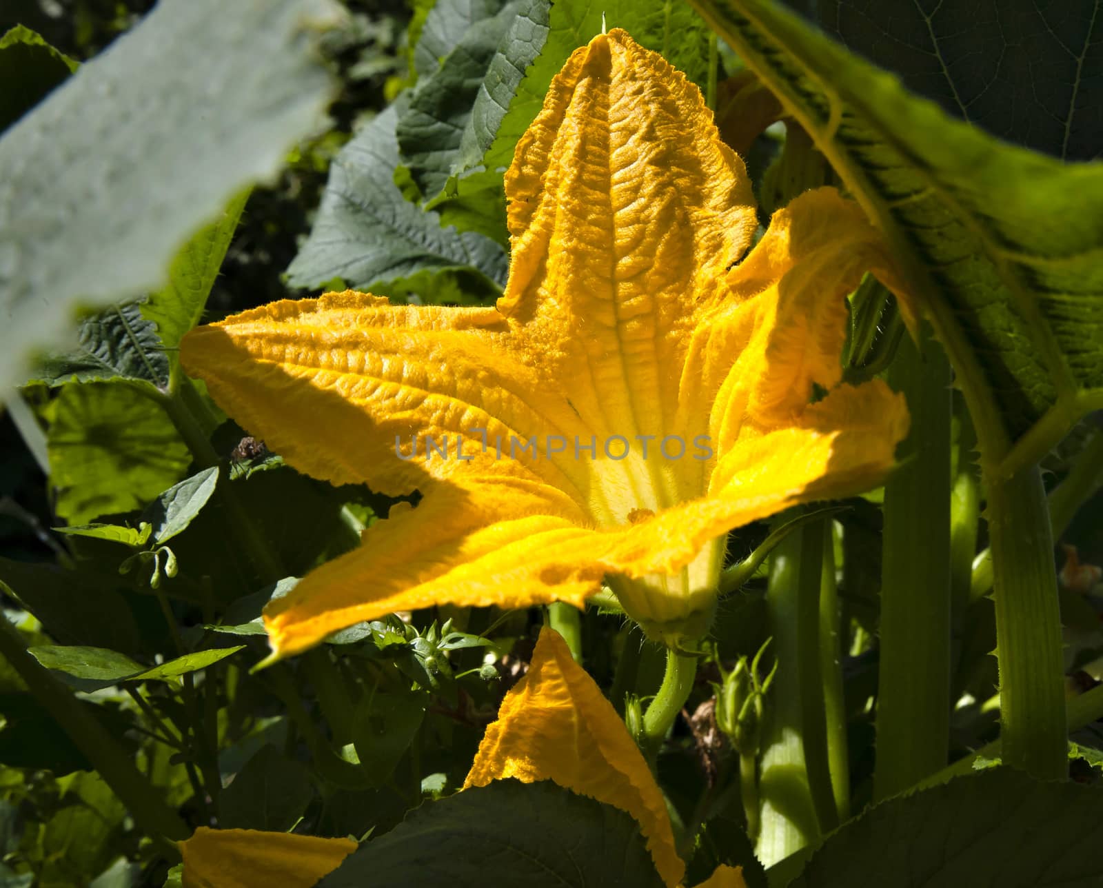 big yellow pumpkin flower in morning sunlight