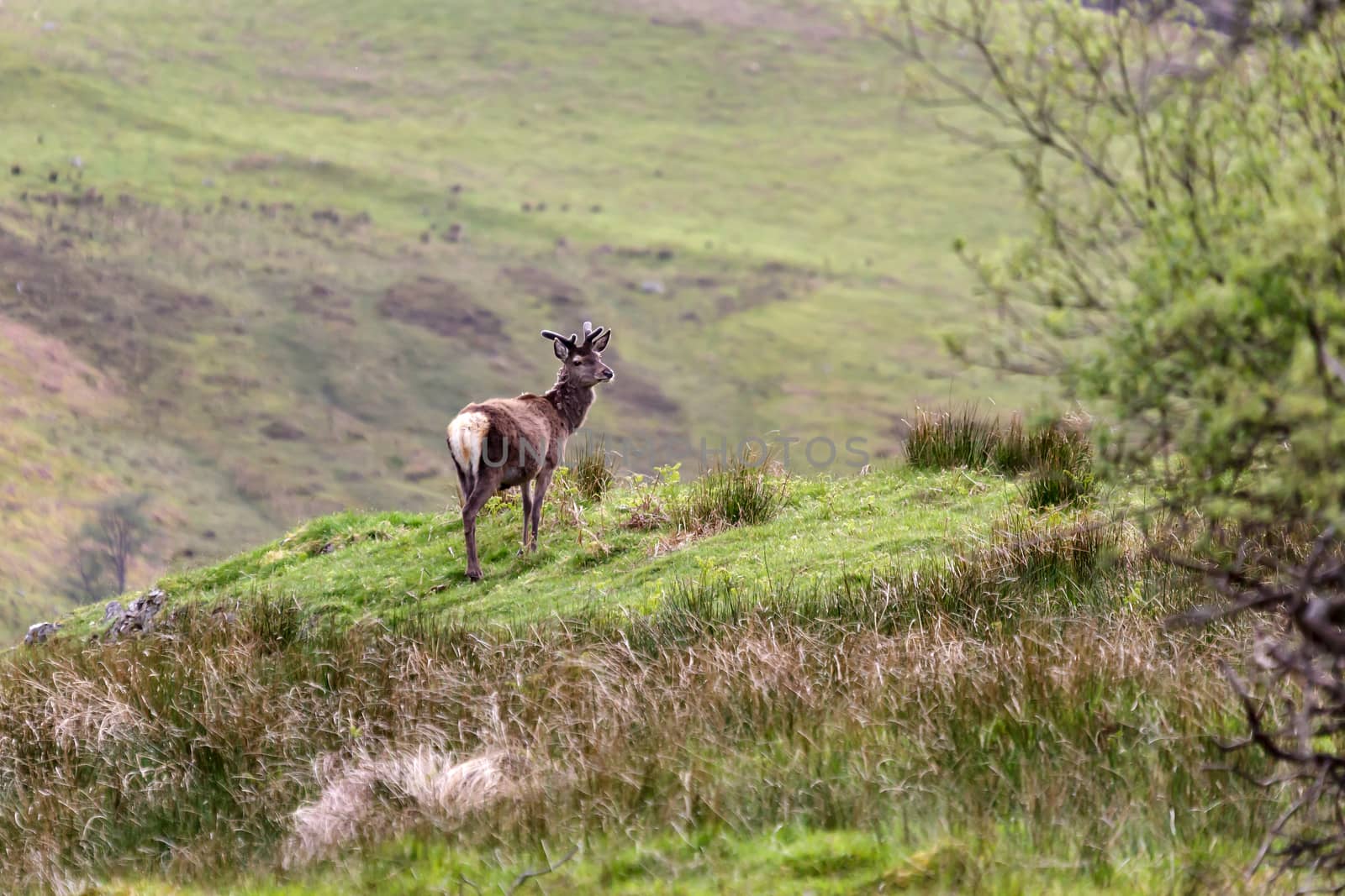 Red Deer (Cervus elaphus) by phil_bird