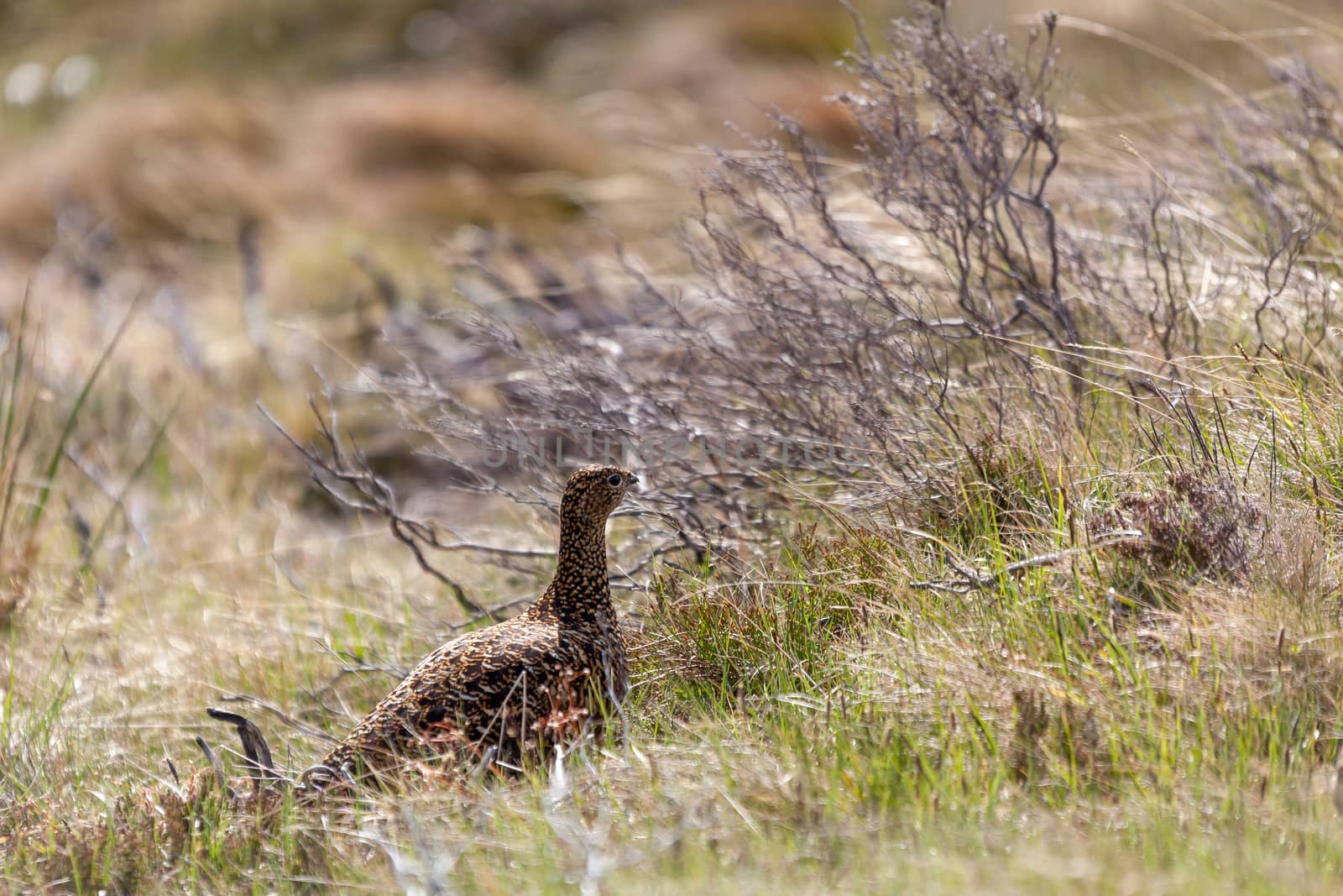 Female Red Grouse (Lagopus lagopus scotical)