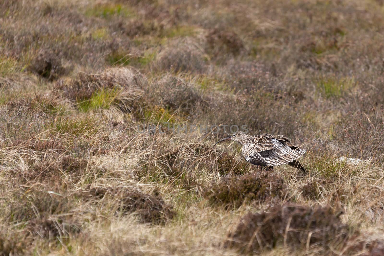 Eurasian Curlew (Numenius arquata) by phil_bird