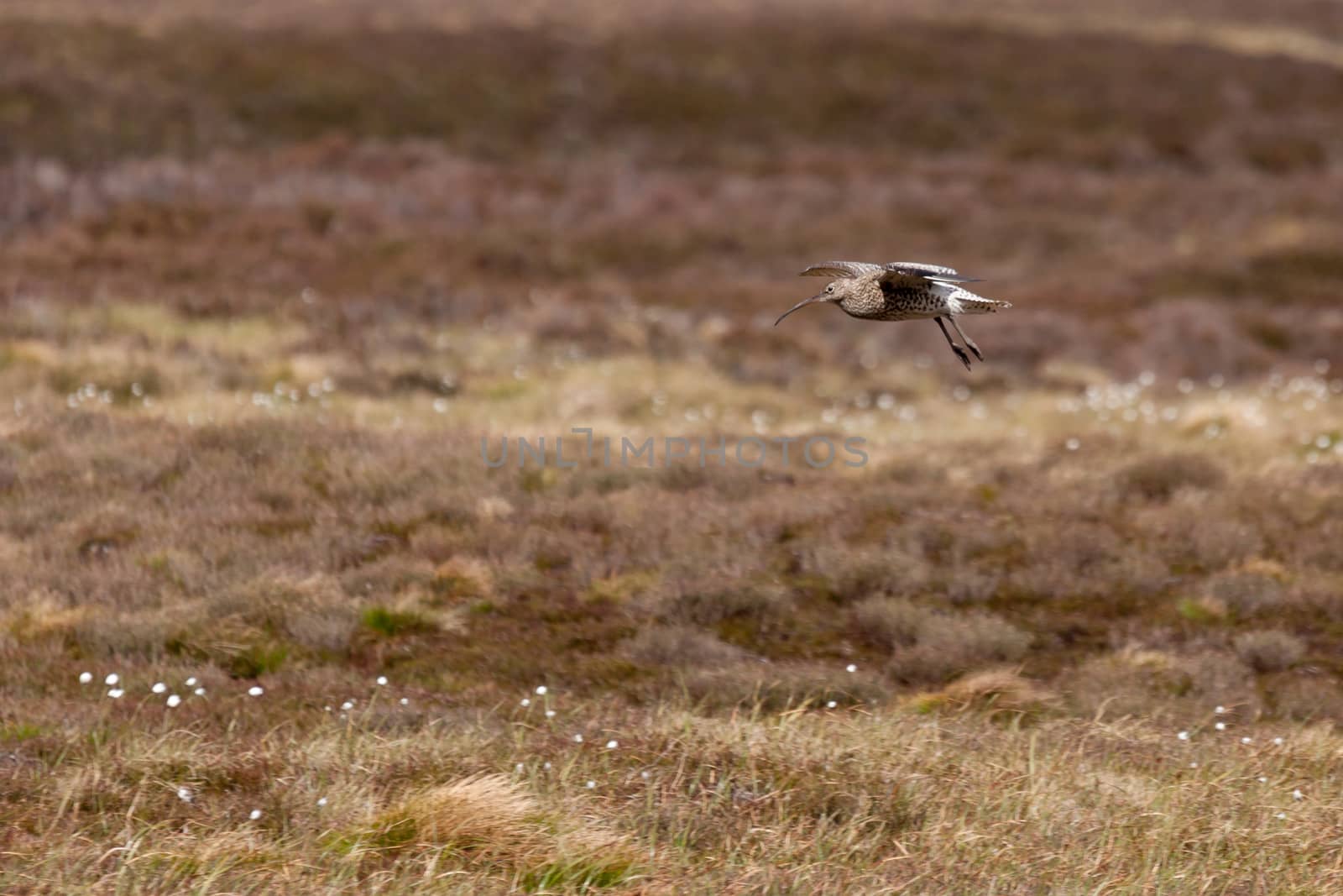 Eurasian Curlew (Numenius arquata) by phil_bird