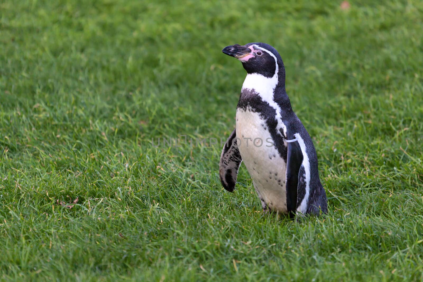 Humboldt Penguin (Spheniscus humboldti)