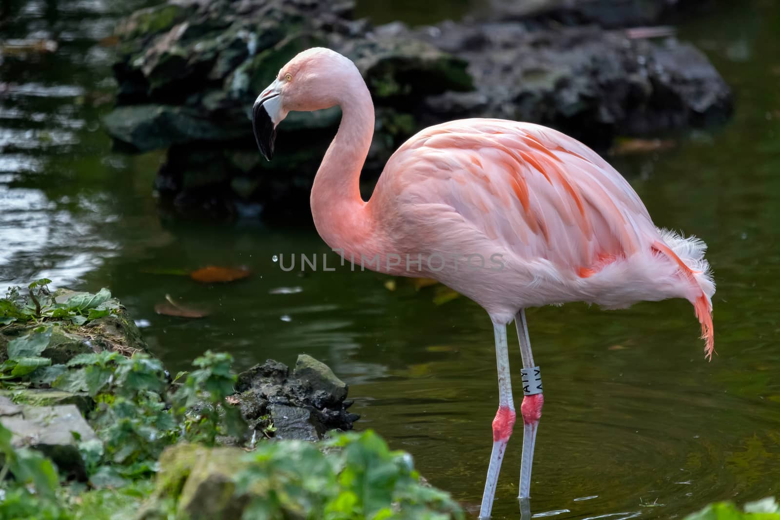 Chilean Flamingo (Phoenicopterus chilensis) by phil_bird