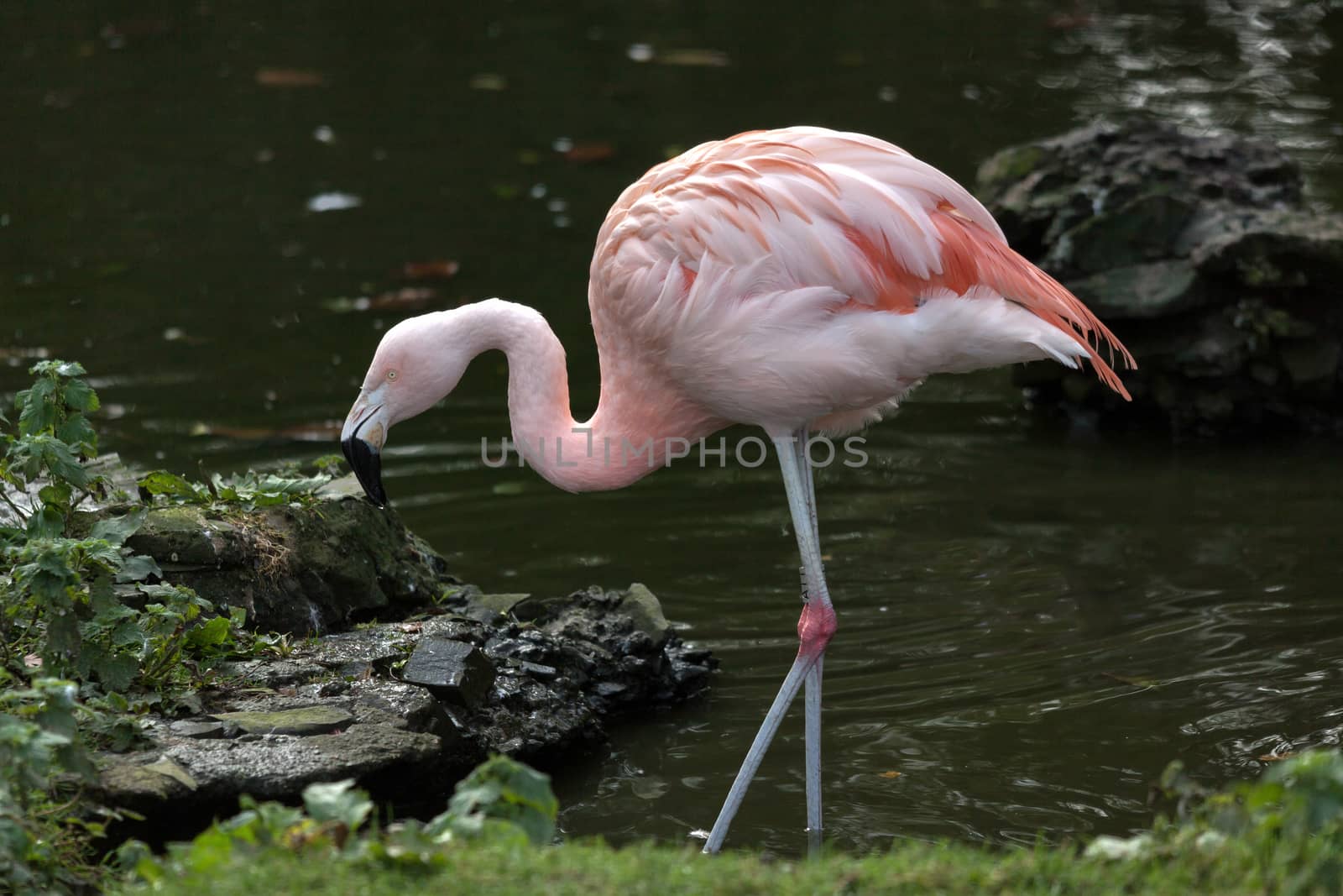 Chilean Flamingo (Phoenicopterus chilensis) by phil_bird