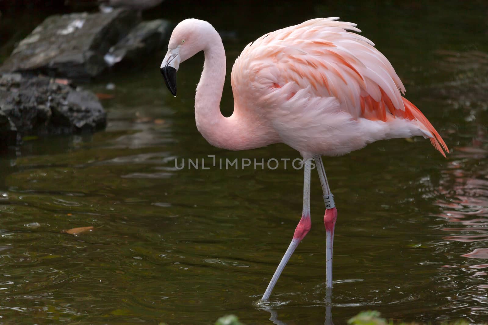 Chilean Flamingo (Phoenicopterus chilensis) by phil_bird