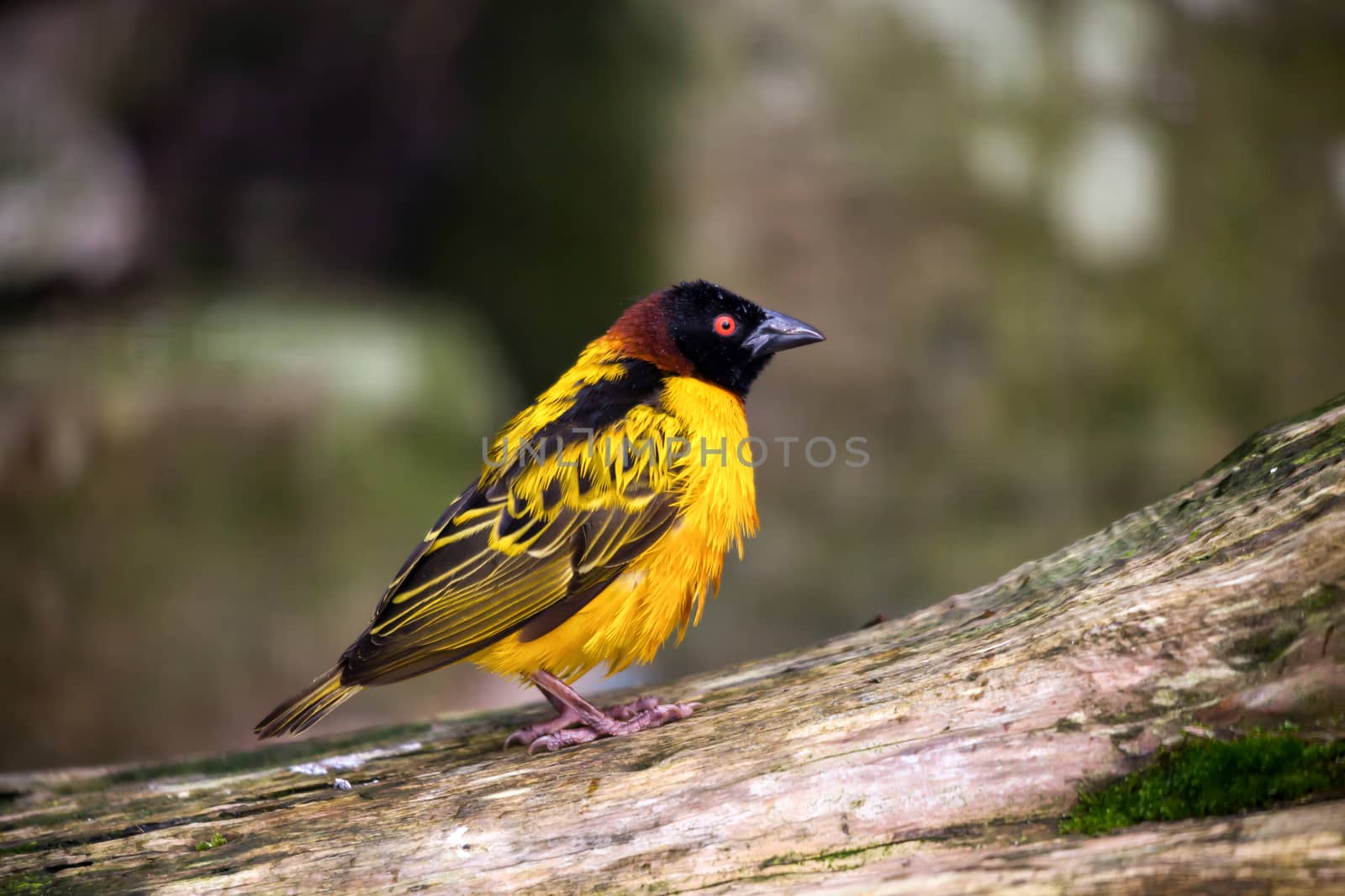 Black-headed Weaver (Ploceus cucullatus)