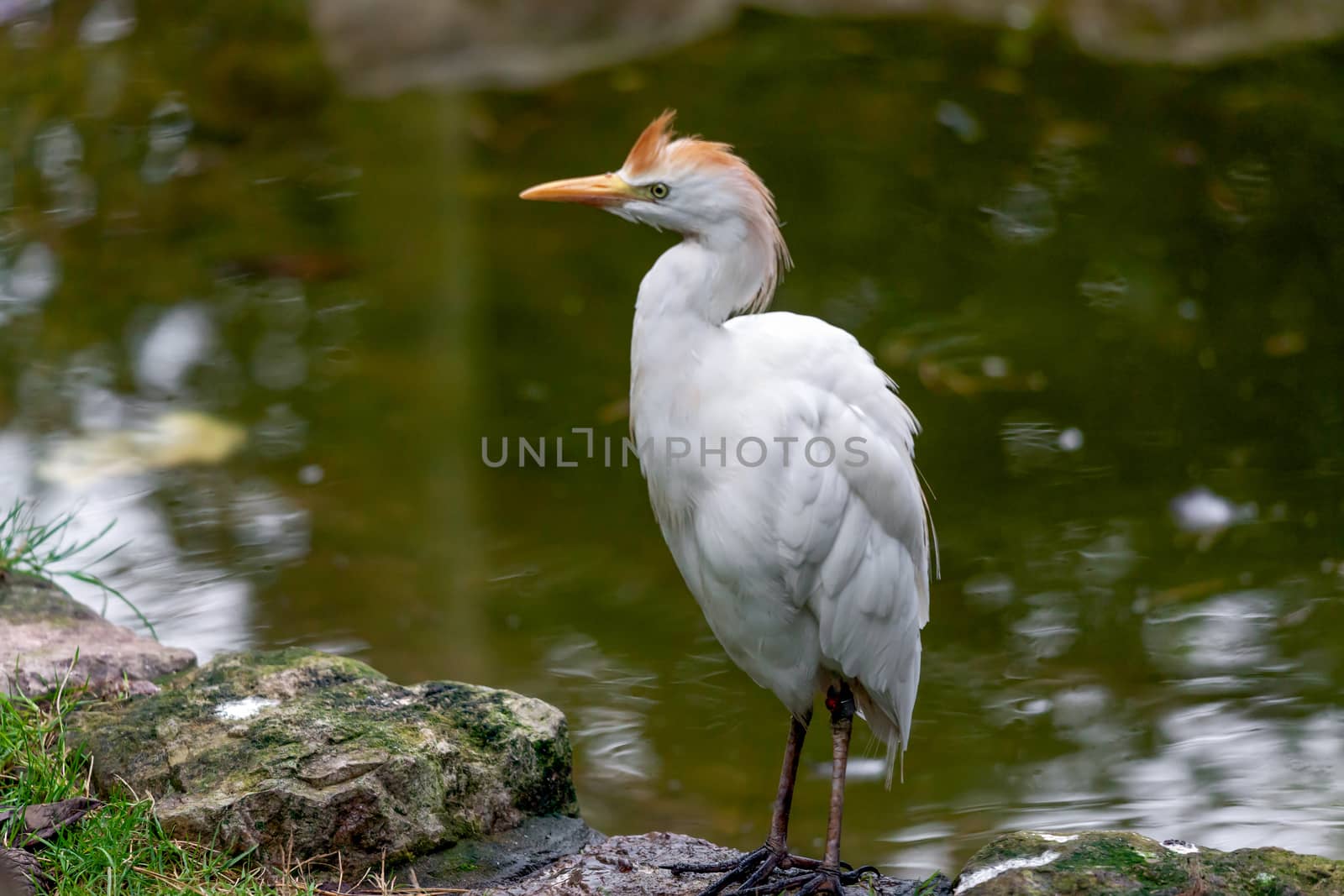 Cattle Egret (Bubulcus ibis) by phil_bird