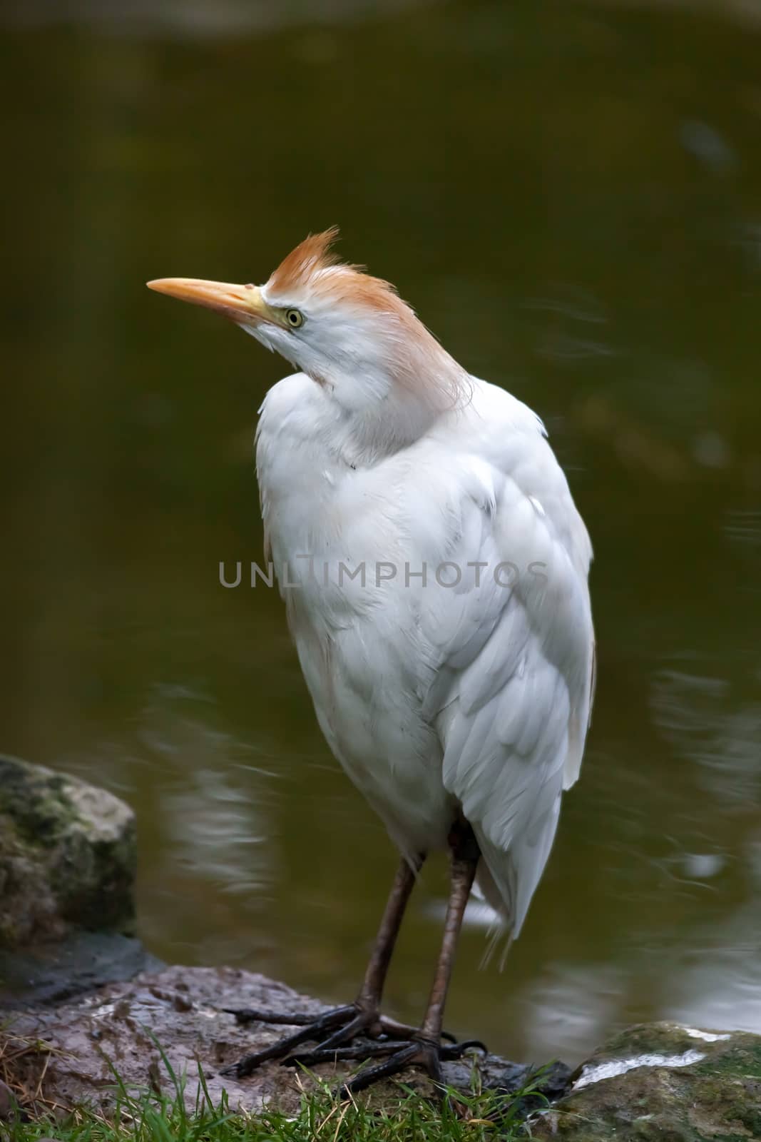 Cattle Egret (Bubulcus ibis) by phil_bird