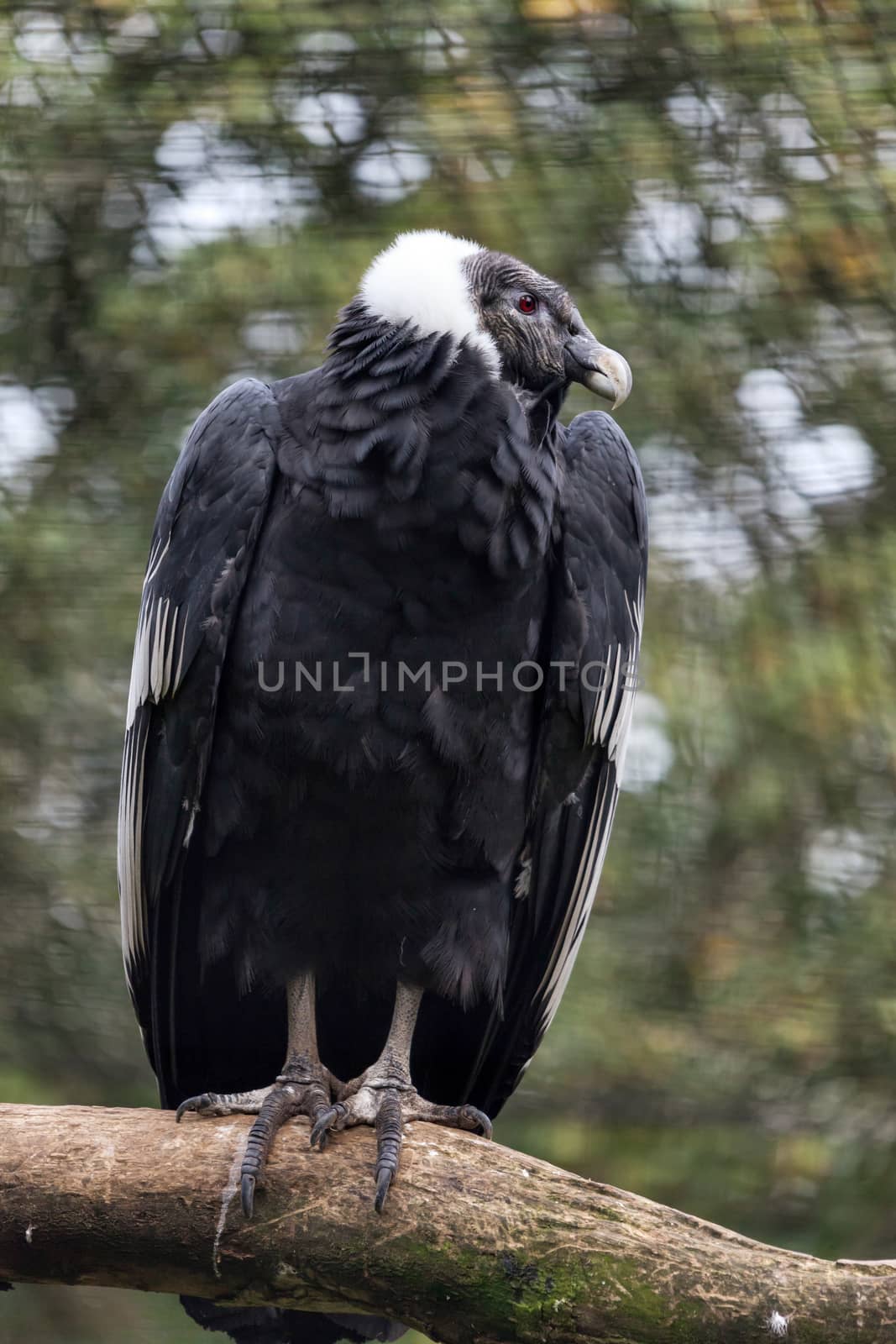 Andean Condor (Vultur gryphus) by phil_bird