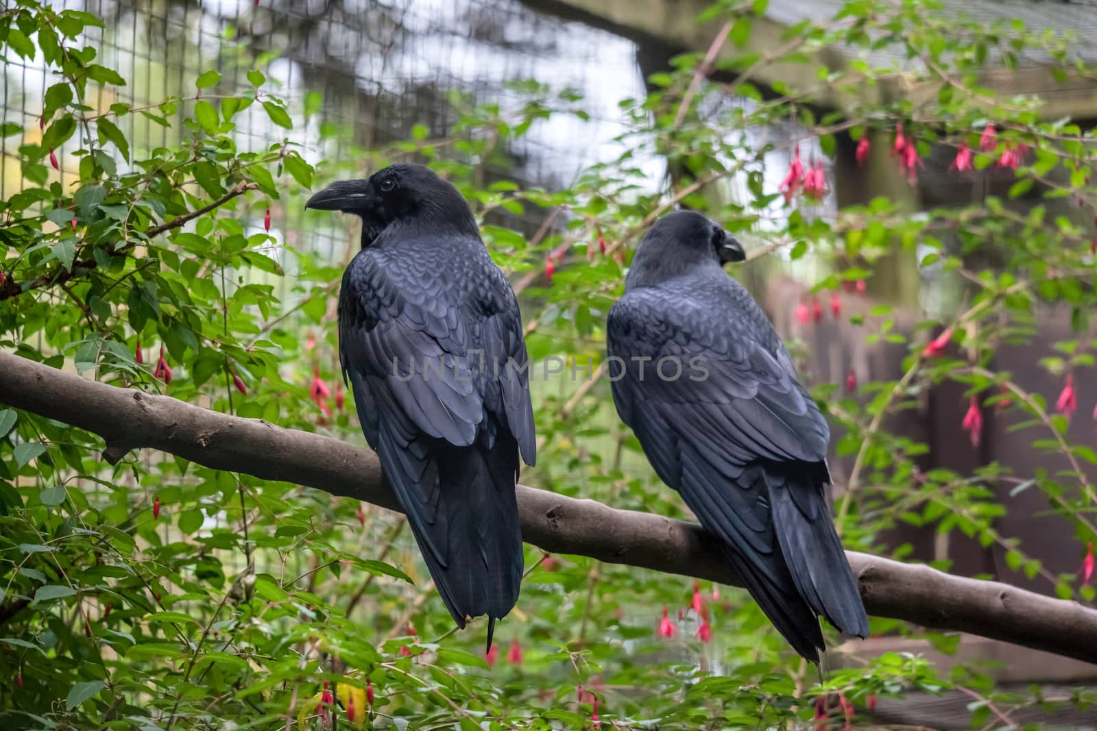 Common Raven (Corvus corax) by phil_bird