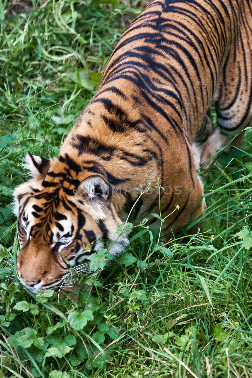 Sumatran Tiger (Panthera tigris sumatrae) by phil_bird