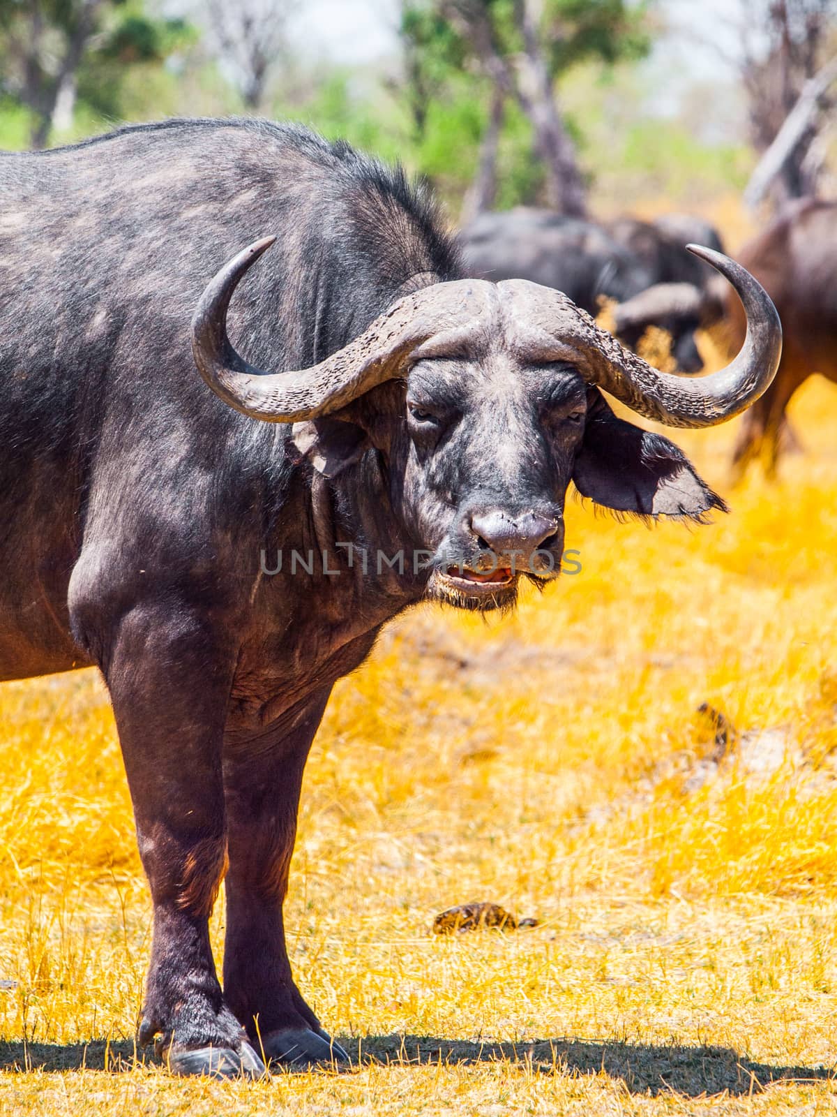 Close-up portrait of african Cape buffalo, Syncerus caffer, Moremi Game Reserve, Okavango Region, Botswana, Africa.