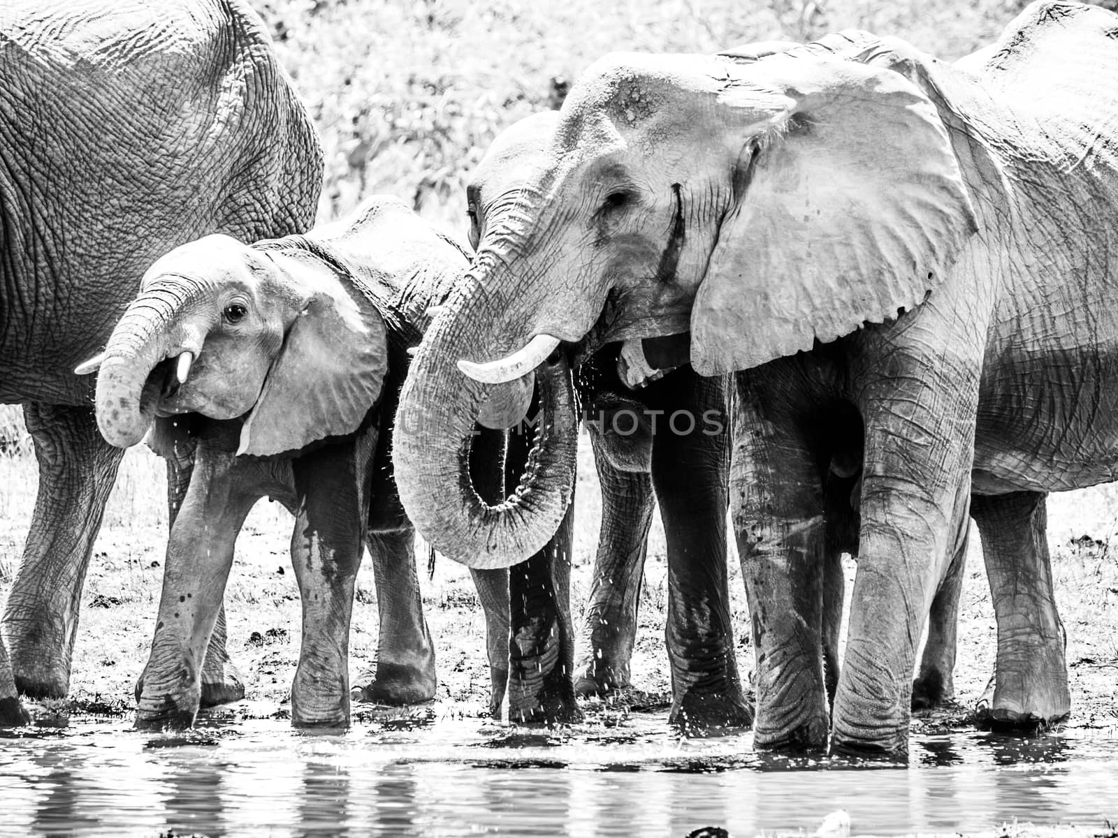 Herd of thirsty african elephants drinking water at waterhole. Moremi Game Reserve, Okavango Region, Botswana. Black and white image.