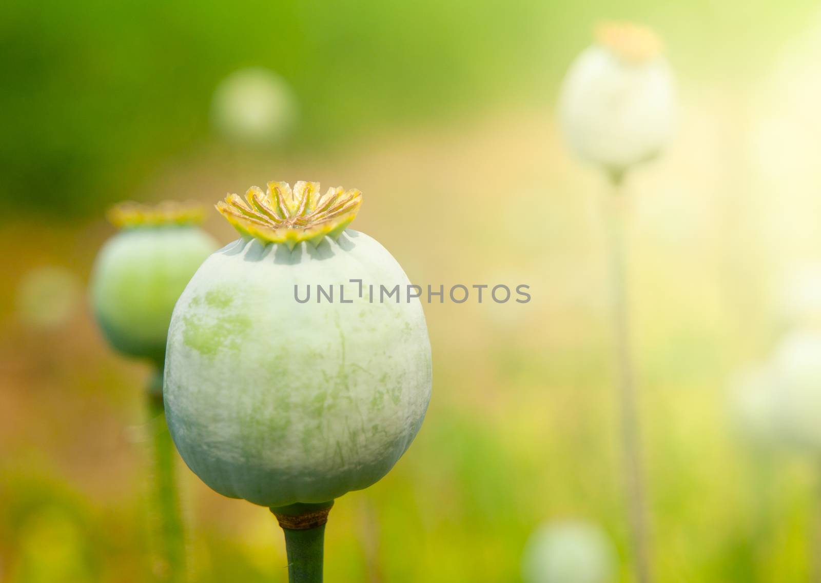 Greeen unripe poppyhead. Source plant opium drug by pyty