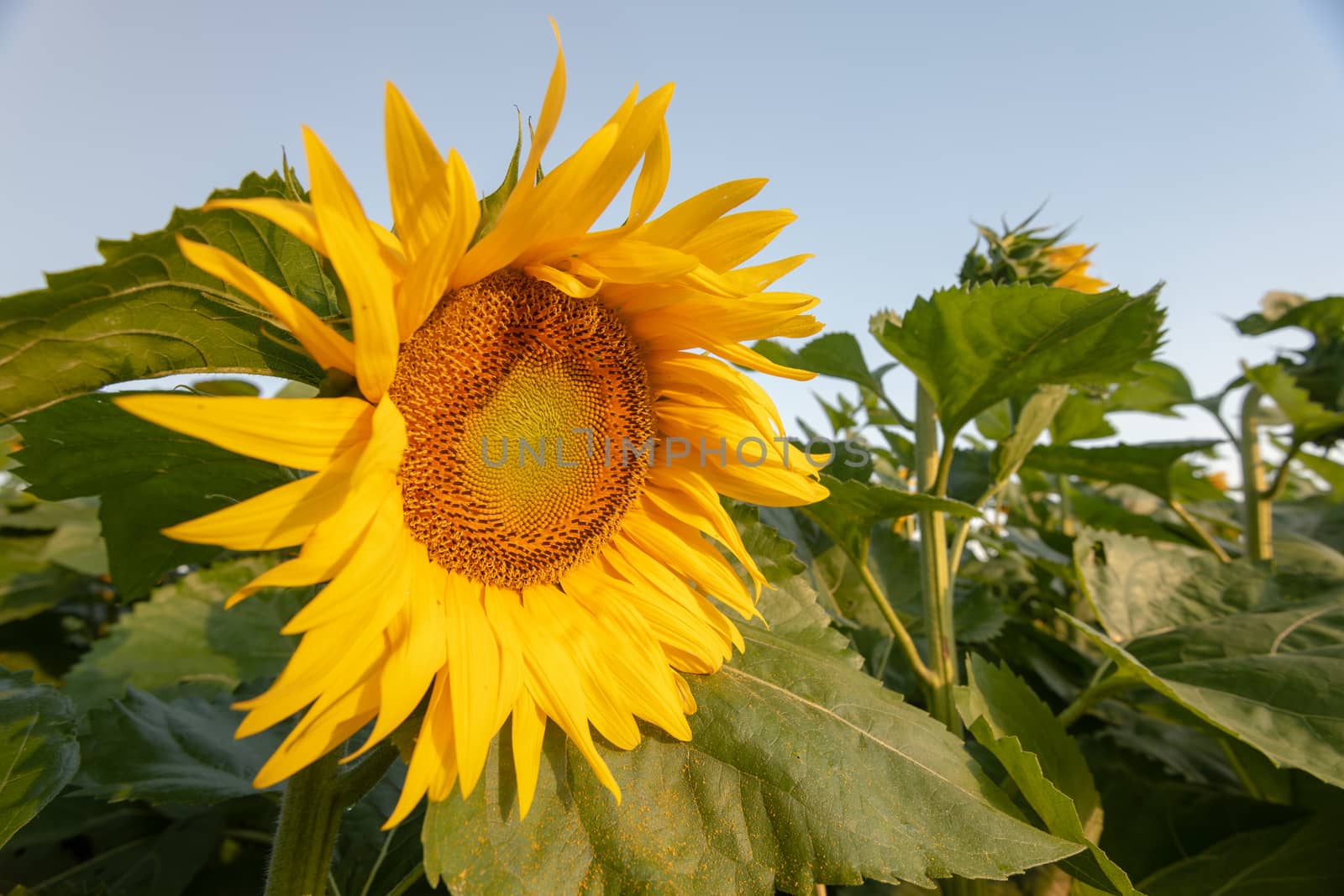 Sunflower field in morning sunlight, close up