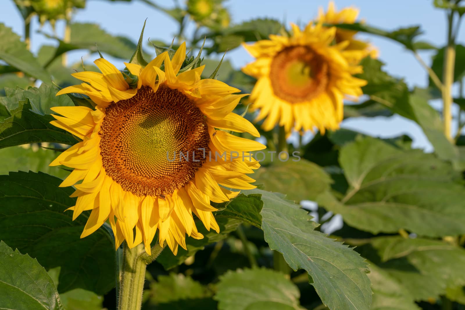 Sunflower field in morning sunlight by asafaric