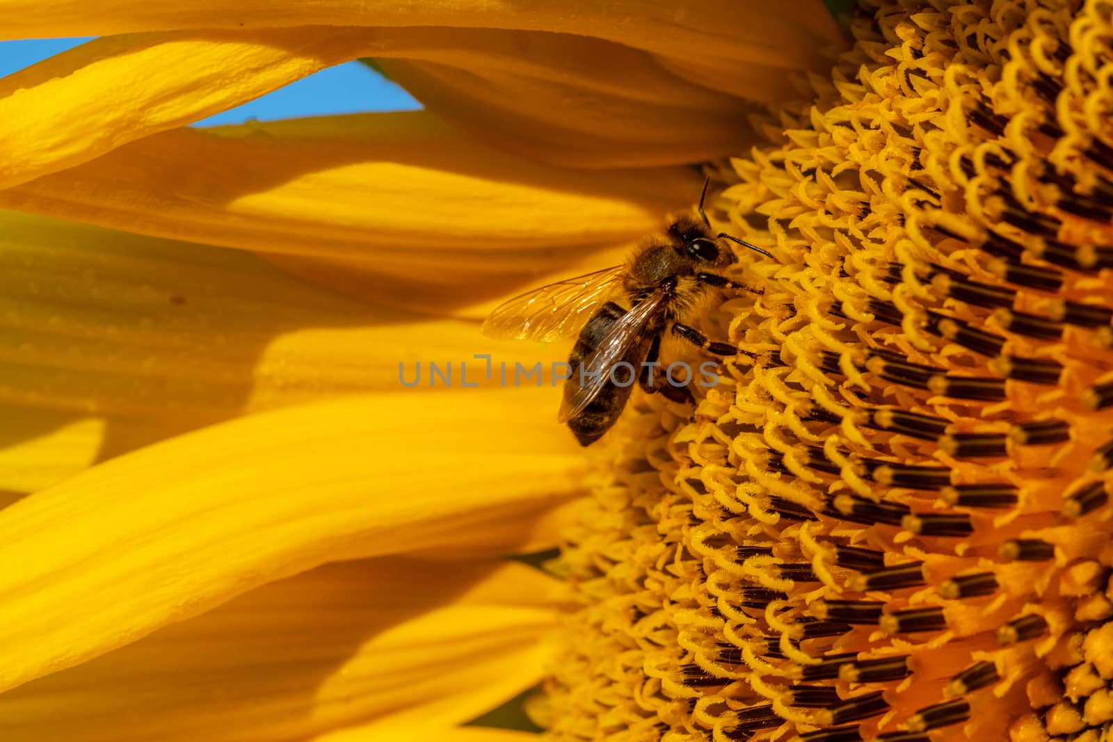Honey Bee on Sunflower, close up by asafaric