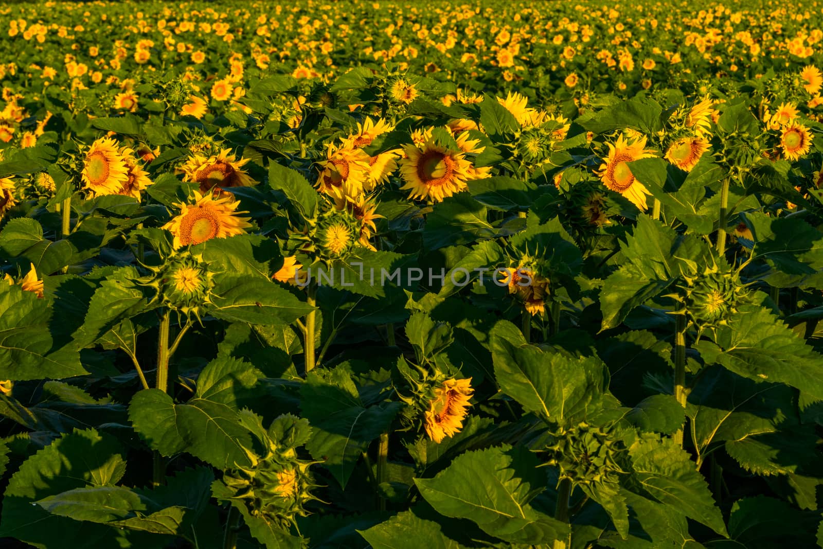 Sunflower field in morning sunlight, agriculture and farming concept