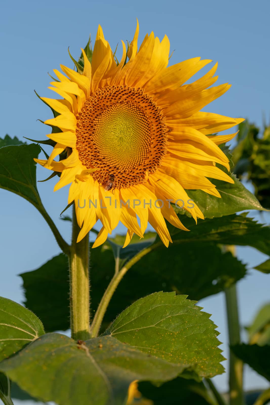 Sunflower field in morning sunlight, close up