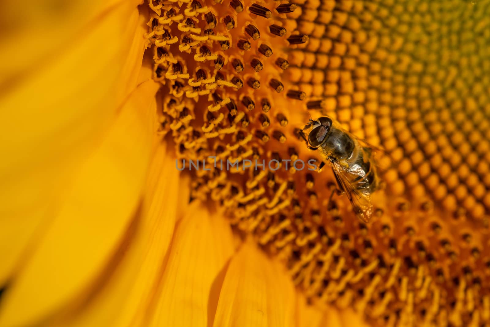 Bee like pollinating fly on Sunflower, close up macro