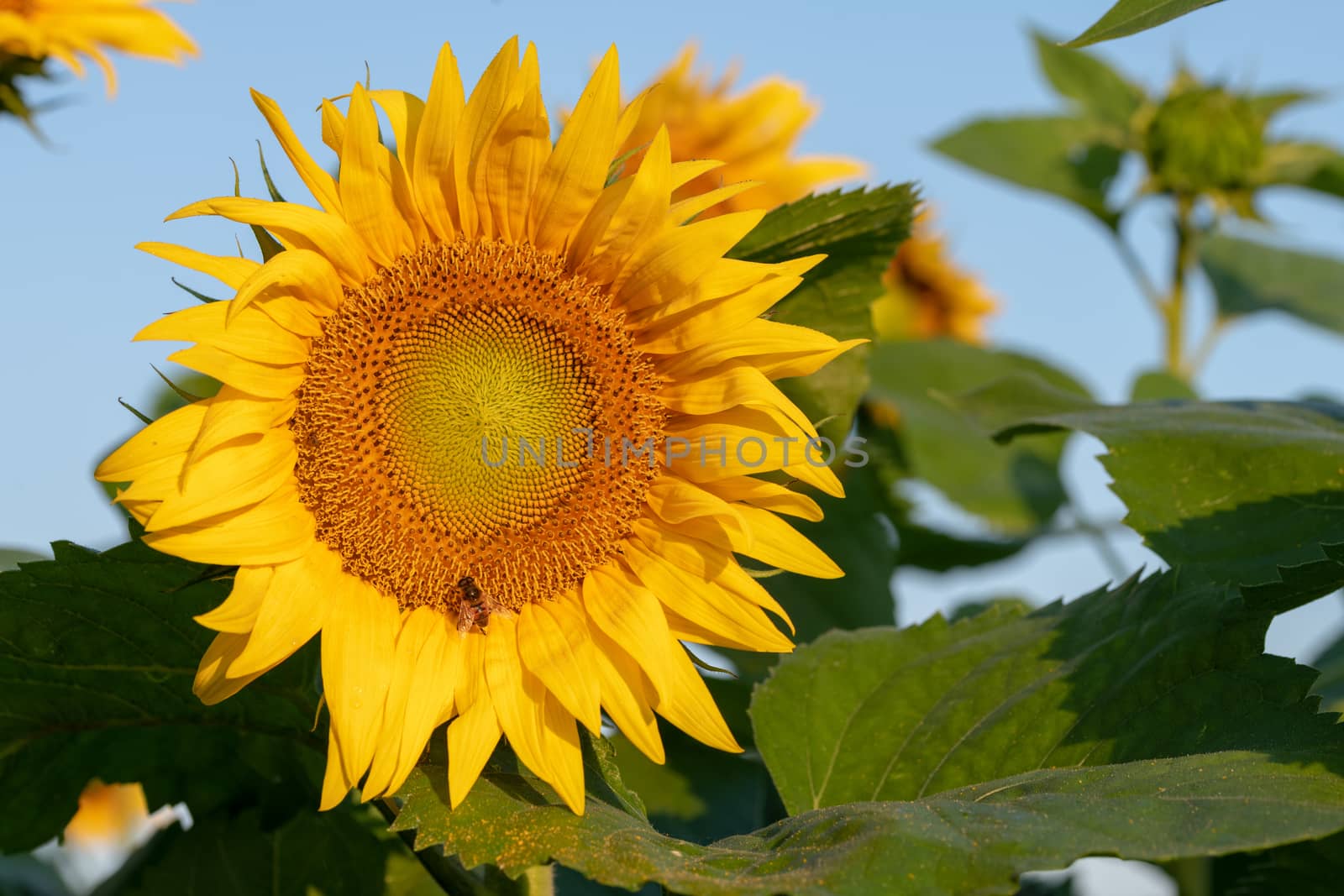 Sunflower field in morning sunlight by asafaric