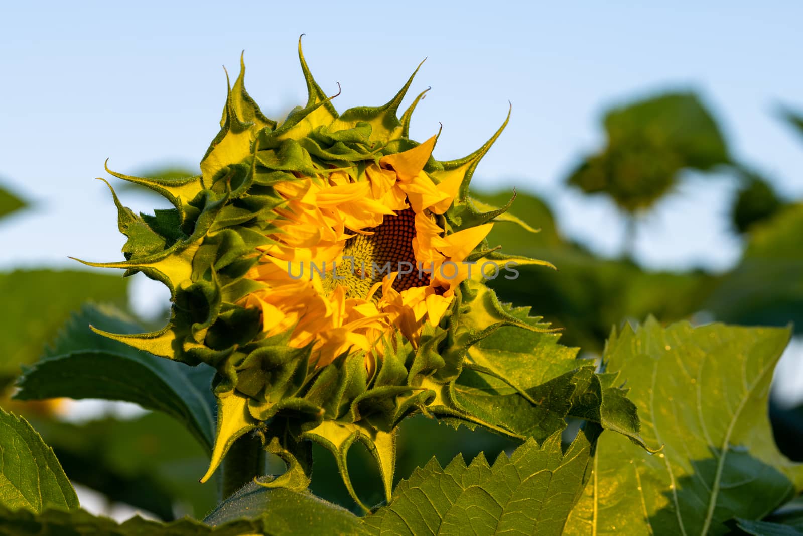 Sunflower field in morning sunlight, close up, blossom not fully open yet