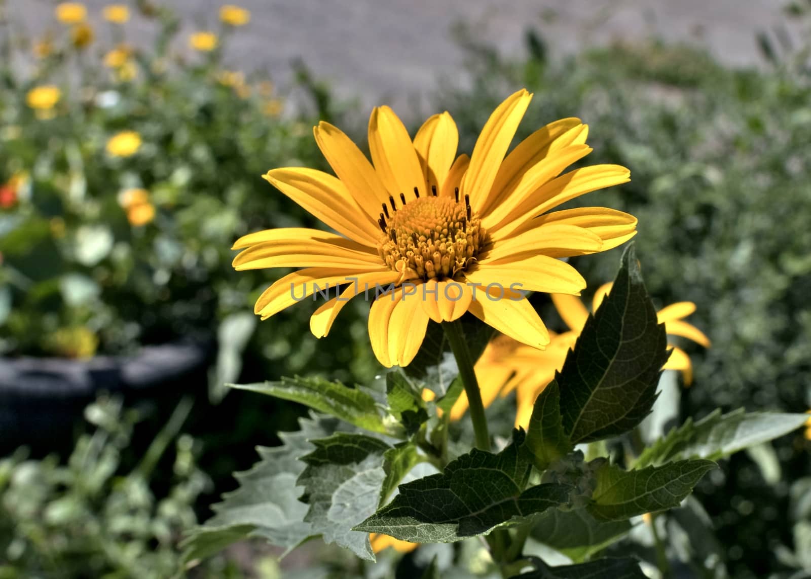 yellow flowers heliopsis sun, a plant with the Latin name Heliopsis