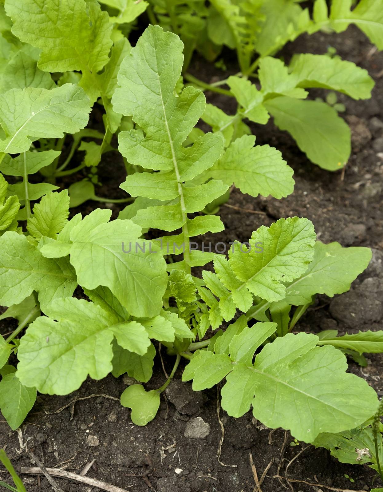 radish daikon grows in the garden on a bright Sunny day