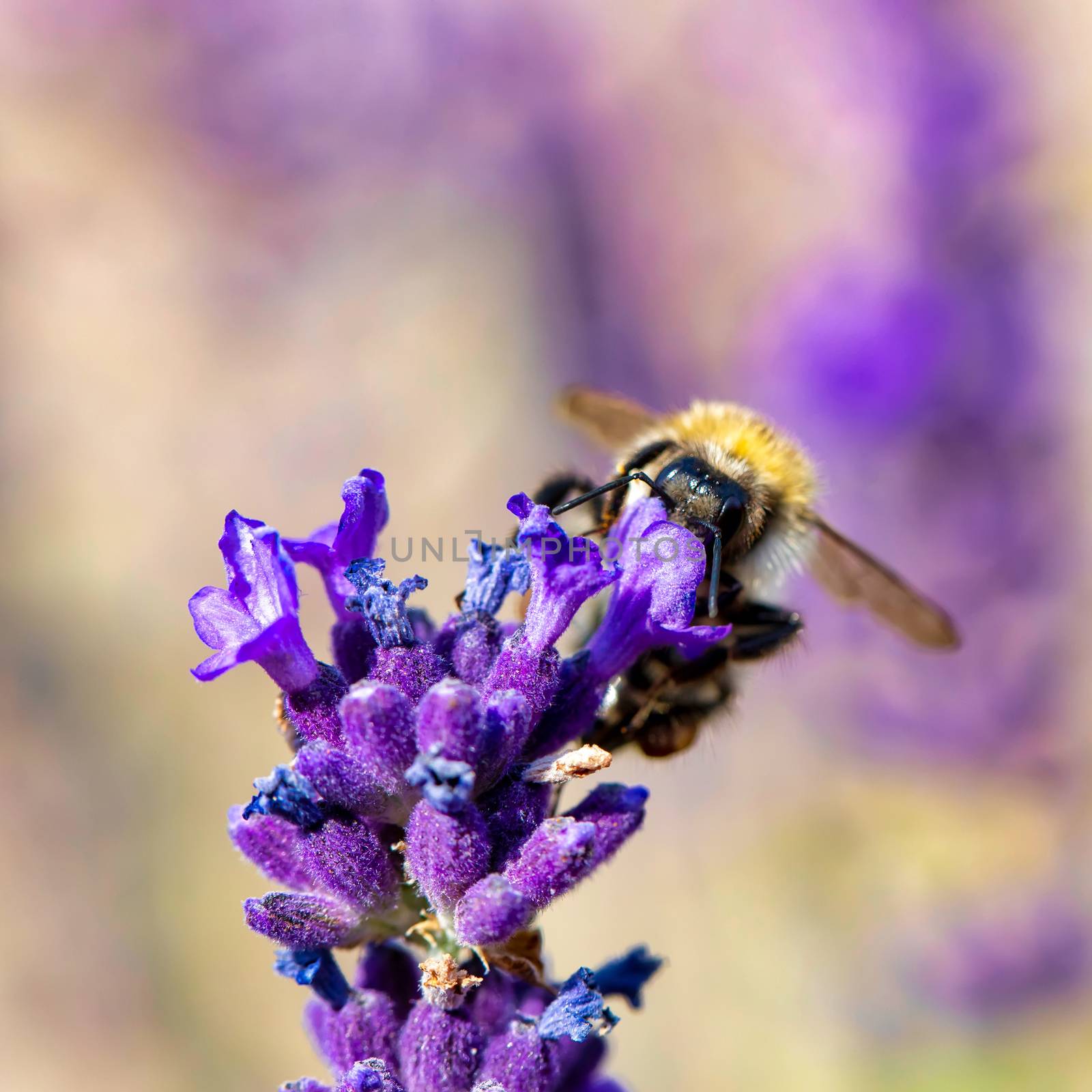 bee on violet lavender by artush