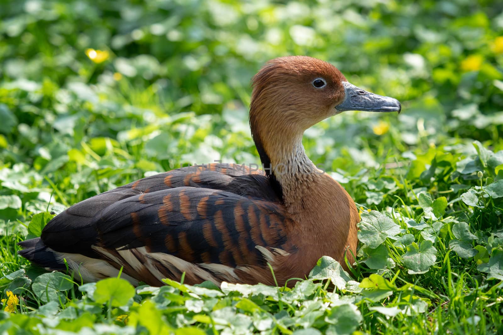 Wild male duck sitting in the green grass