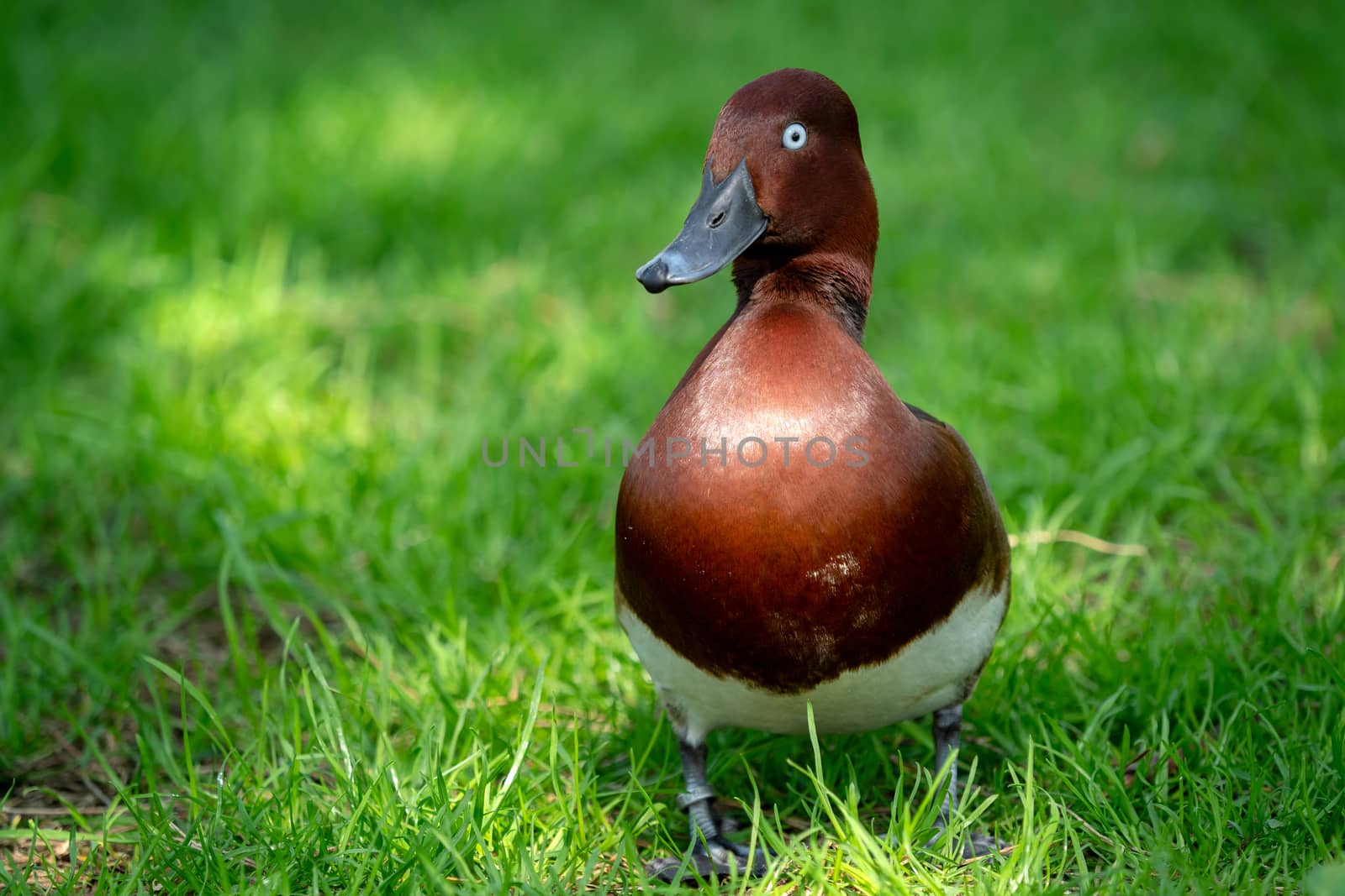 Wild male duck in the green grass