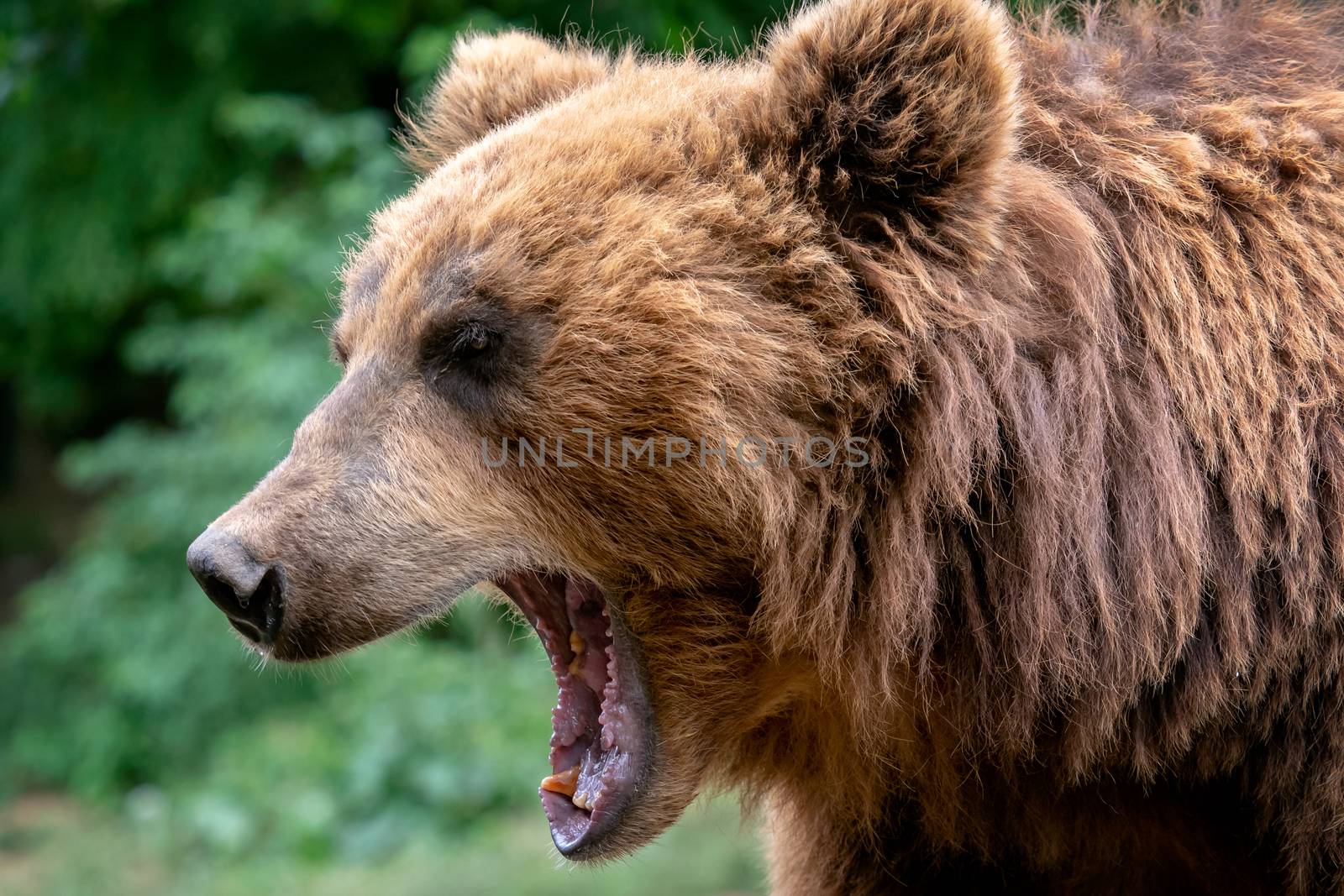 Bear with open muzzle. Portrait of brown kamchatka bear (Ursus arctos beringianus). Detail face portrait of dangerous animal from Russia.