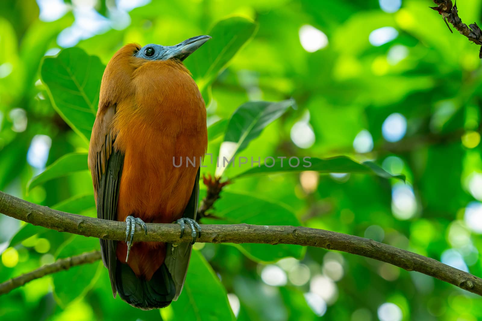 Tropical bird capuchinbird or calfbird - Perissocephalus tricolor in the rainforest
