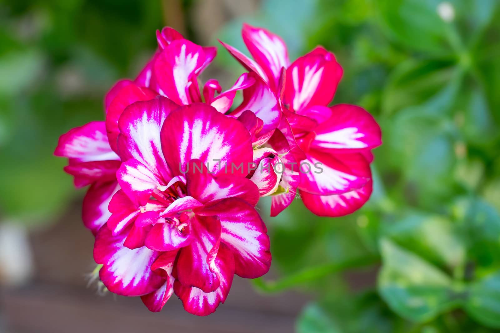 Royal pelargonium flowers - Pelargonium grandiflorum. Geranium flowers in bloom.