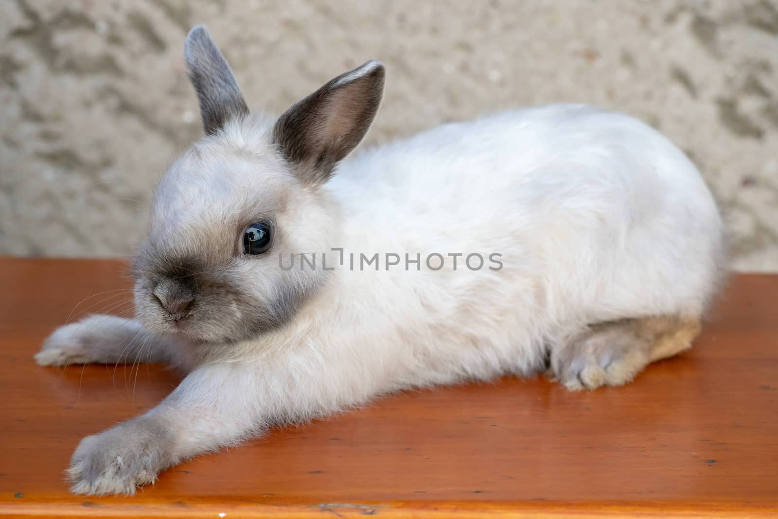 Little rabbit on wooden desk