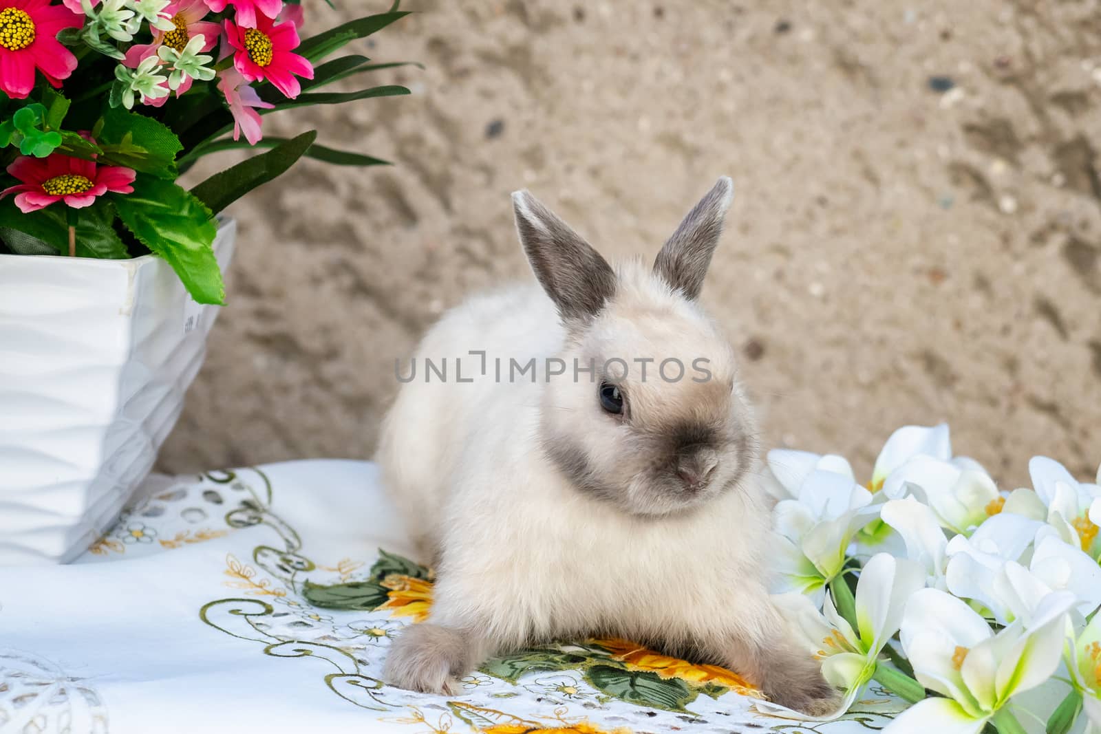 Easter bunny near spring wreath. Little dwarf rabbit sitting near flowers.