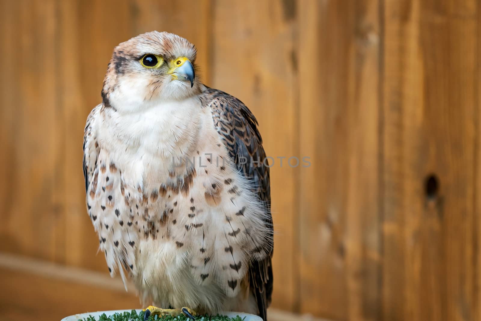 Lanner Falcon, Falco biarmicus bird of prey portrait by xtrekx