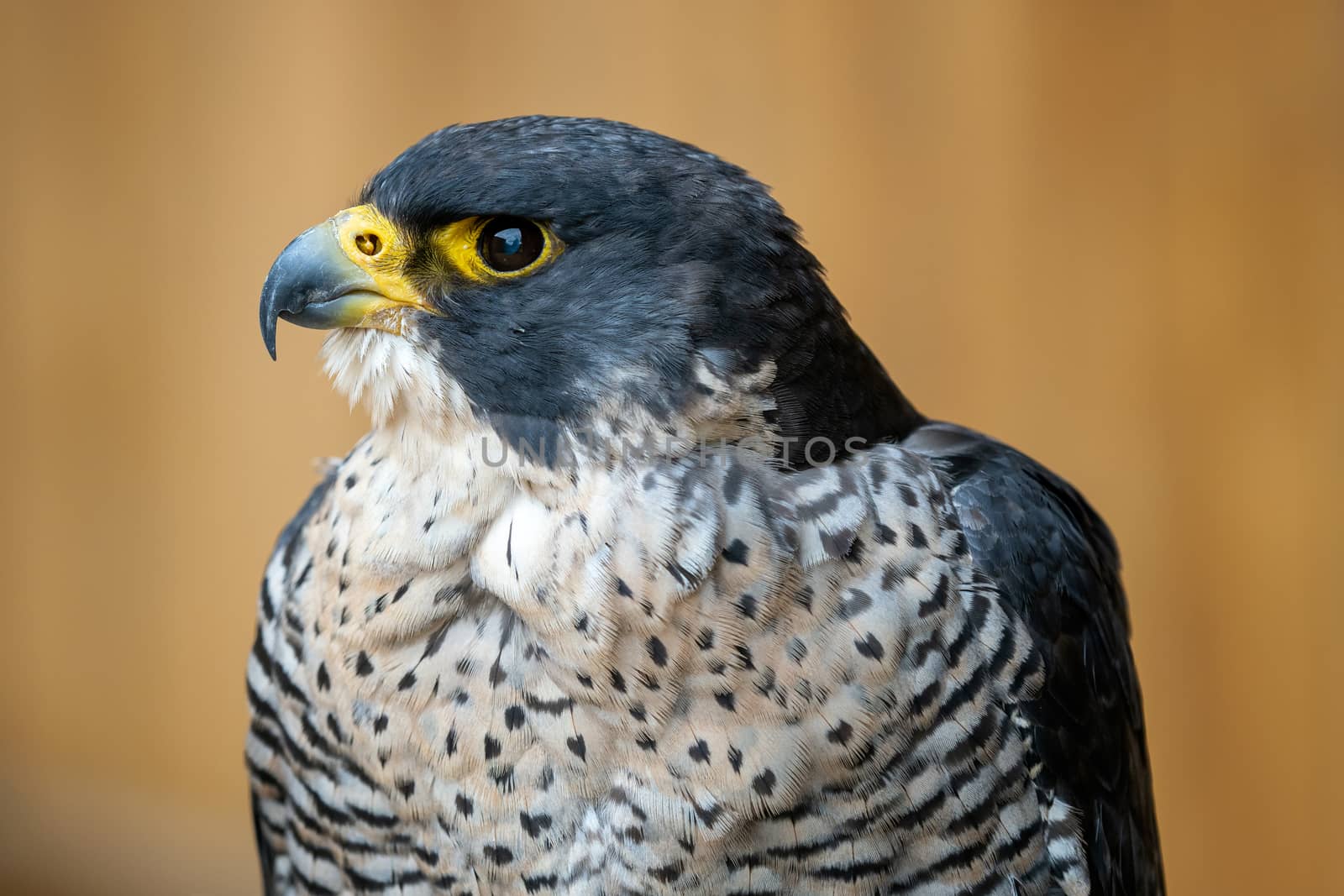 The peregrine falcon (Falco peregrinus) bird of prey portrait. by xtrekx