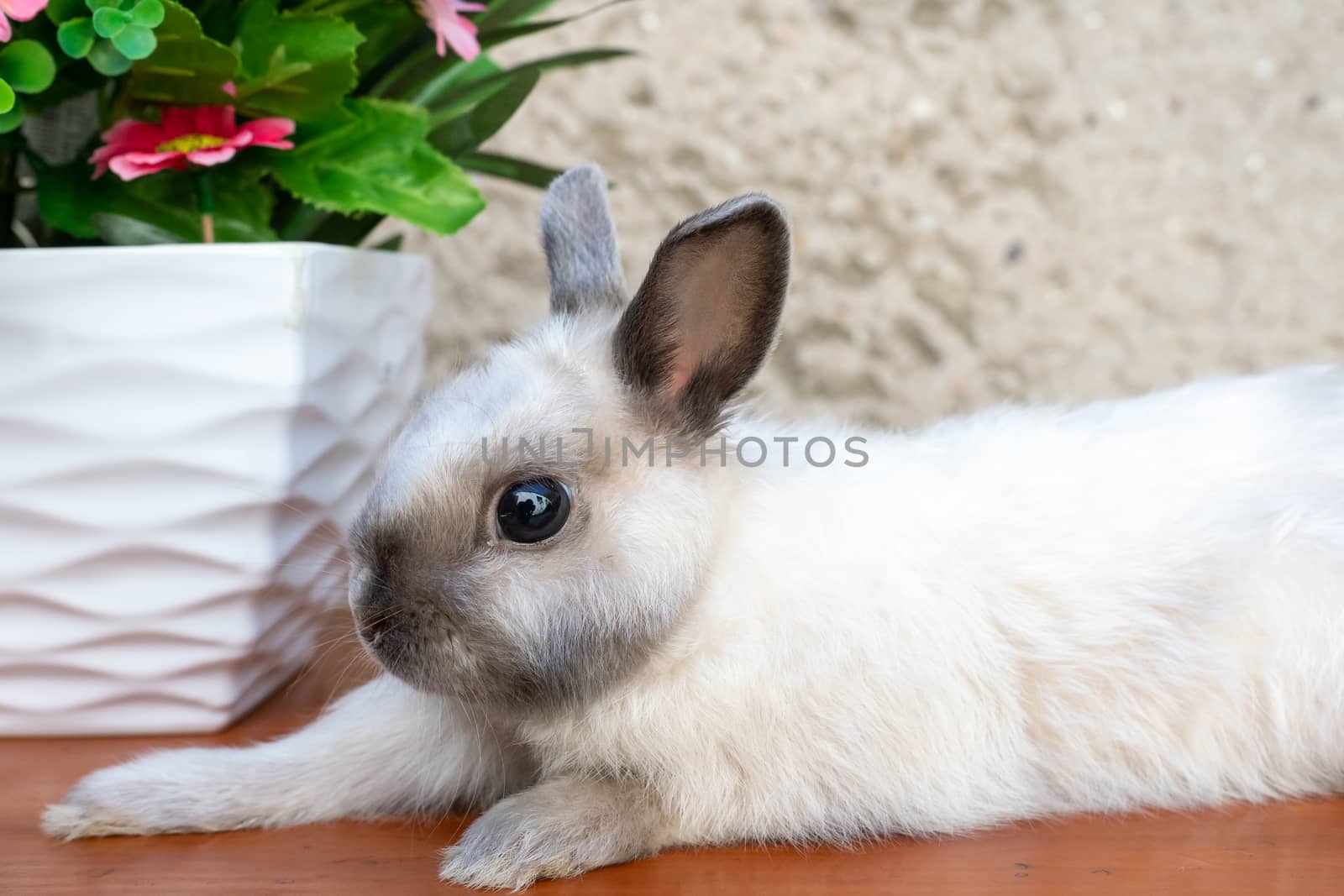 Easter bunny near spring wreath. Little dwarf rabbit sitting near flowers.