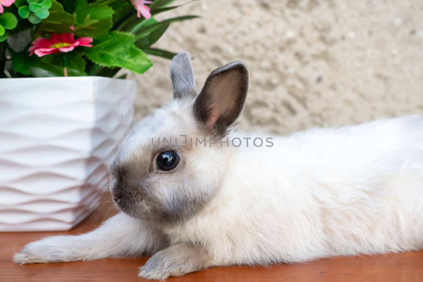 Easter bunny near spring wreath. Little dwarf rabbit sitting nea by xtrekx