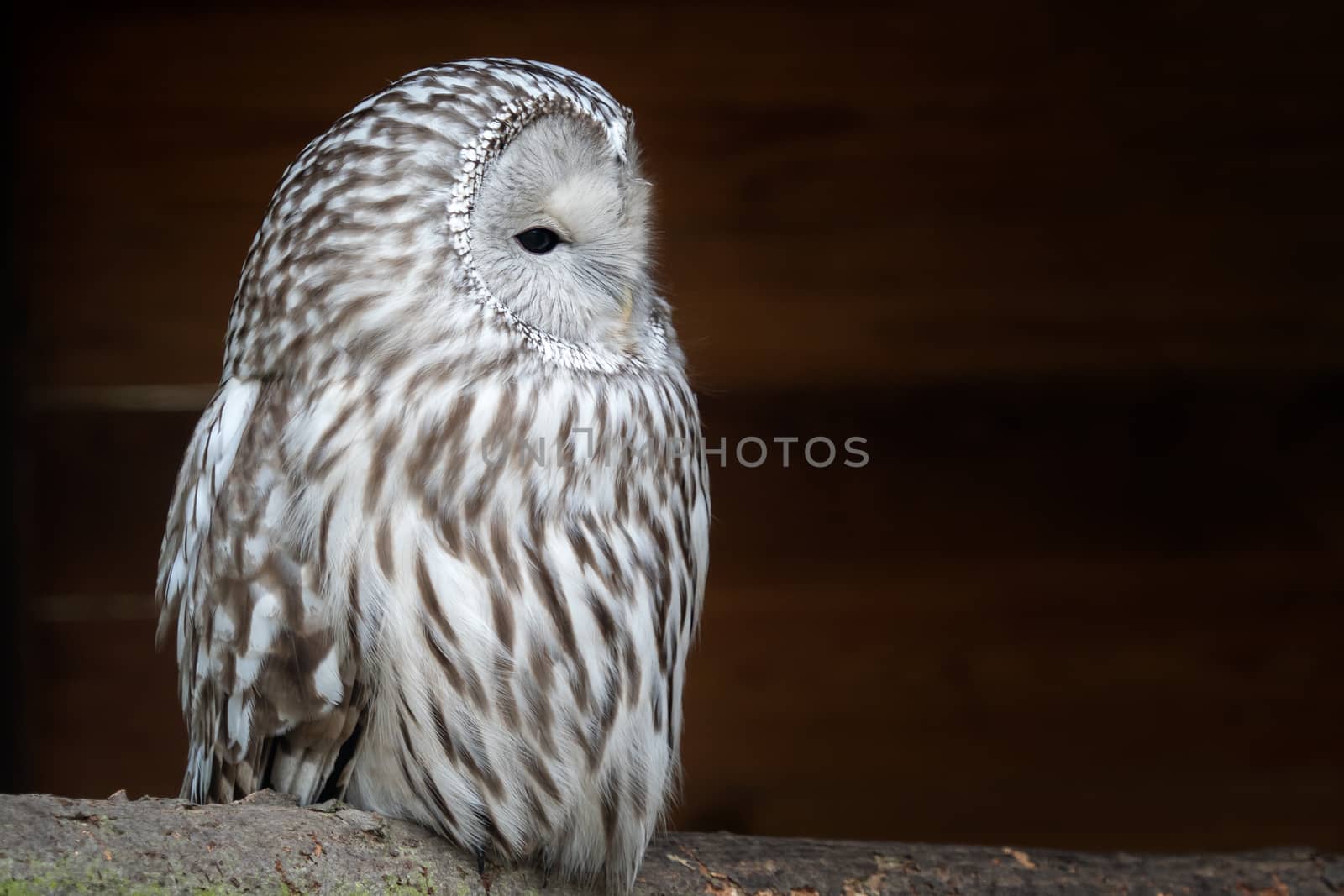 Ural owl (Strix uralensis). Nocturnal owl on black background