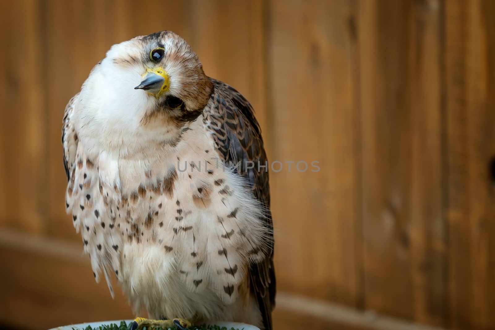 Lanner Falcon, Falco biarmicus bird of prey portrait by xtrekx