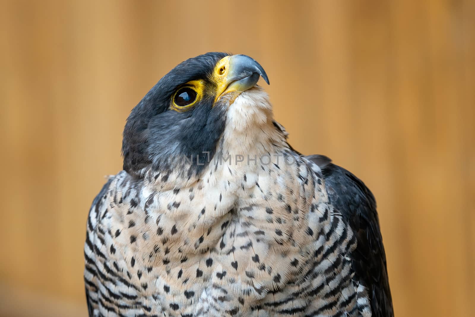 The peregrine falcon (Falco peregrinus) bird of prey portrait. by xtrekx