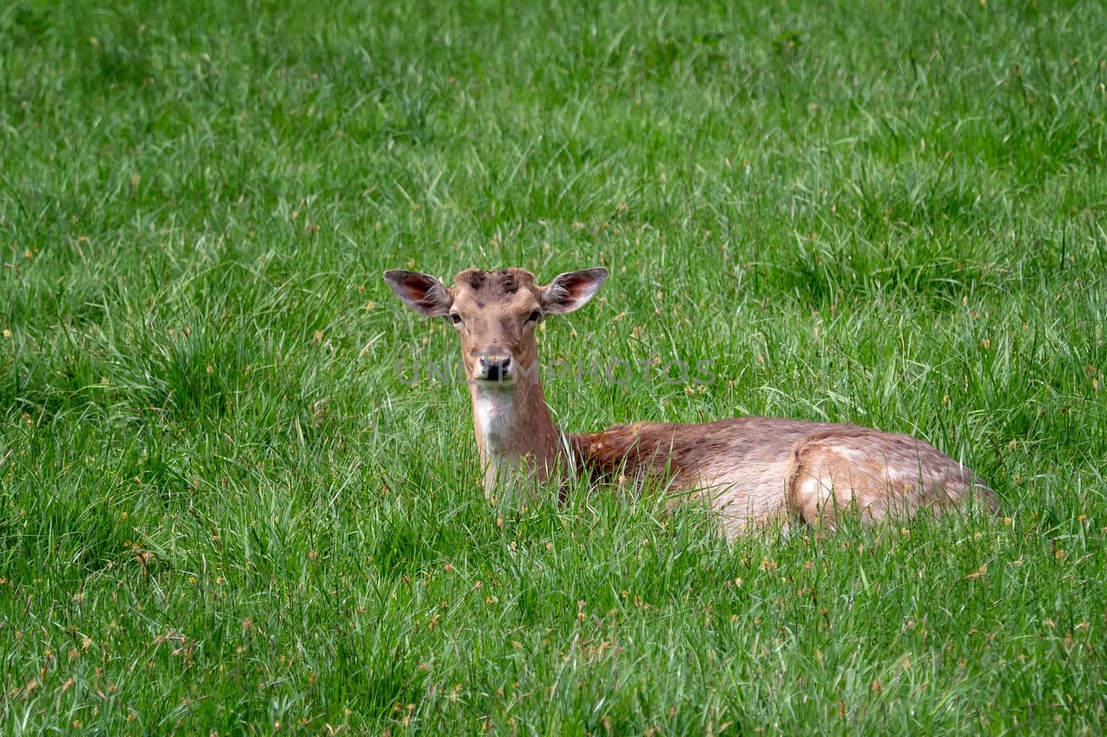 Fallow Deer (Dama dama), Female fallow deer in a meadow