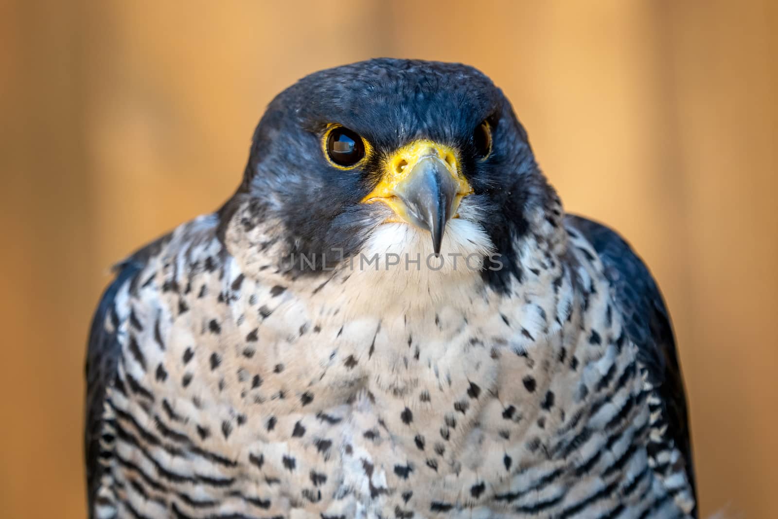 The peregrine falcon (Falco peregrinus) bird of prey portrait.